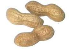 Erdnüsse-3.jpg